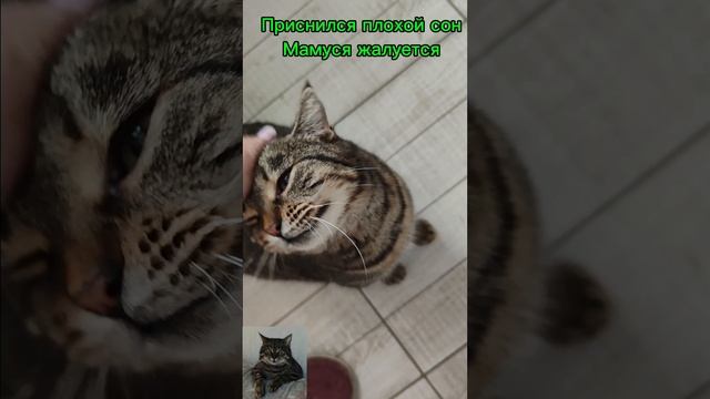 Мама пожалеет , потому что любит😊🐱❤