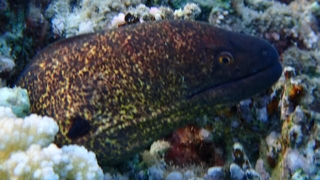 Gymnothorax flavimarginatus - Жёлтопёрая мурена - Yellowedged moray.IBEROTEL Costa Mares.. С Л.Драч