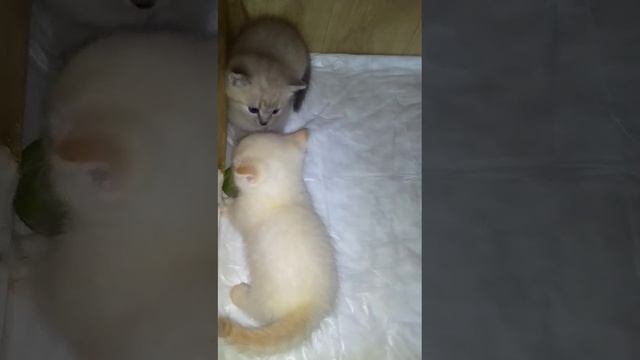 КОРОТКОЛАПЫЕ КОТЯТА УЧАТСЯ БЕГАТЬ.