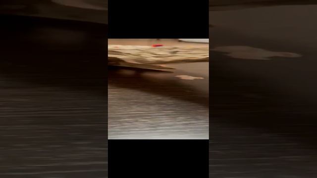 коряга из аквариума