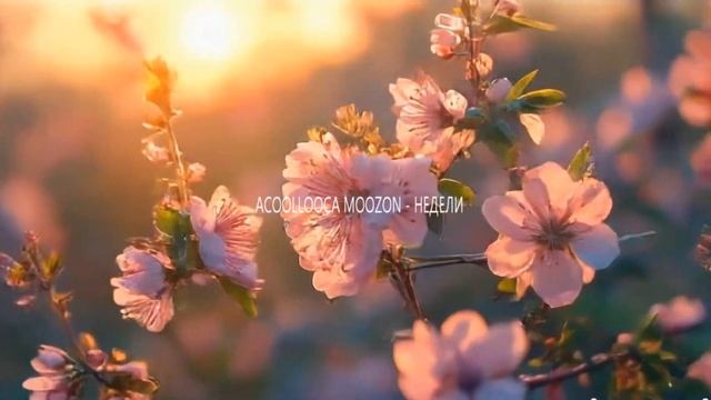 acoollooca moozon - недели