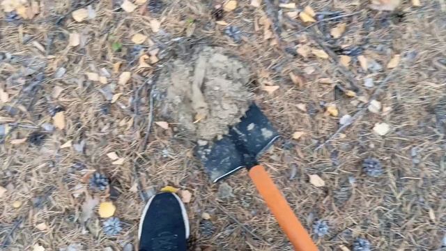 Выгул собаки с прибором вдоль лесных дорог