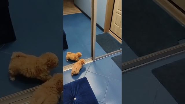 Малыш мальтипу, знакомство с зеркальным другом.