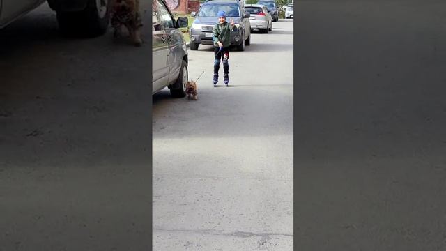Ездовая собака и ролики.mp4