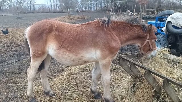 Какой породы наши лошади? Рассказываю!