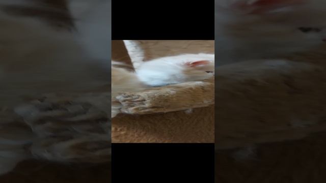 Мои любимые котята- мурлята...🐈💗