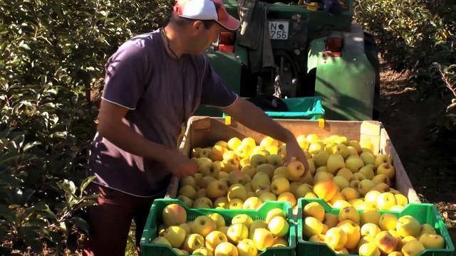 Идеи агробизнеса | Яблоня сорта Опал | Ripened in paradise Opal® Apples from Lake Constance.