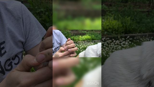 Как закапать уши собаке.