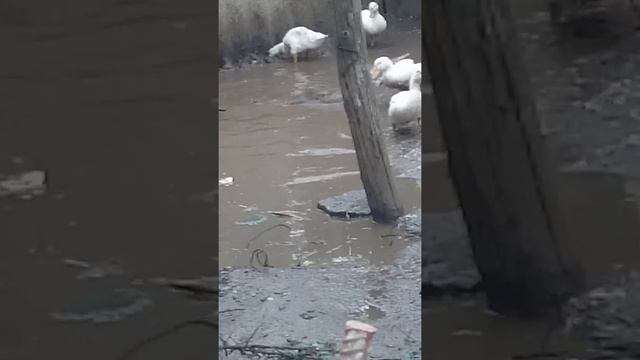 Разведение натрий без клеток вместе с утками