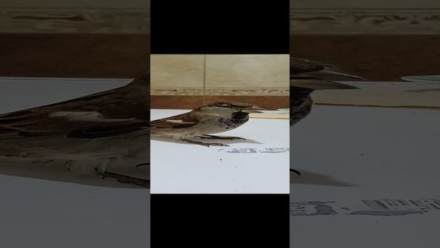 Наш гость,почти замерз на улице.