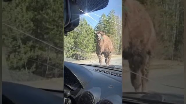 шок верблюды бегают по дорогам области