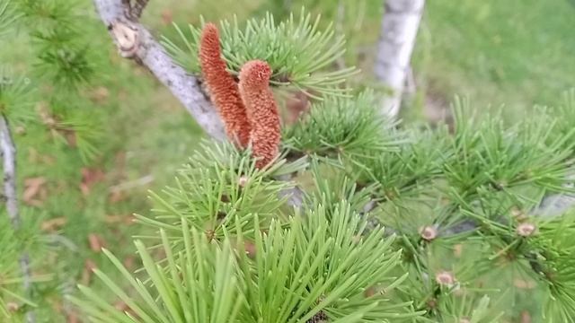 Кедр гималайский