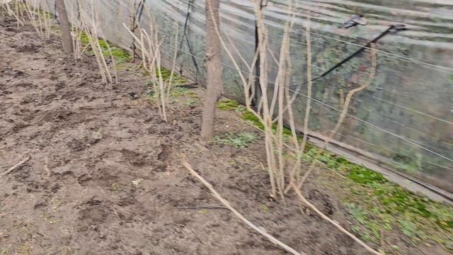Посадка черенков смородины в школку
