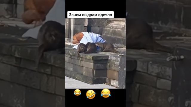 Не дали поспать