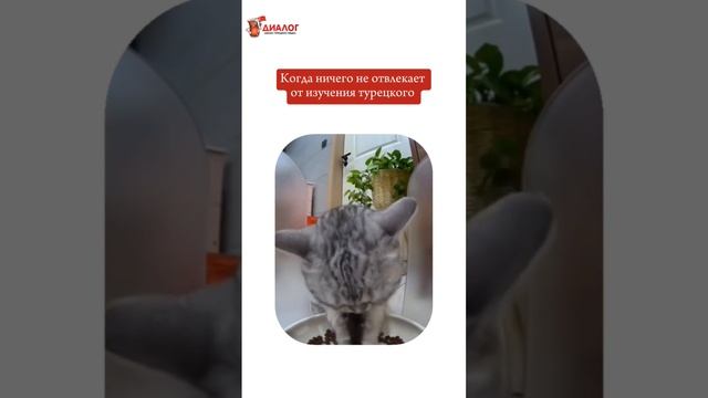 Что вас отвлекает от изучения турецкого? Подарки к НГ