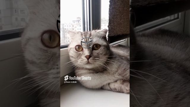 прокачали кота#GOM.mp4