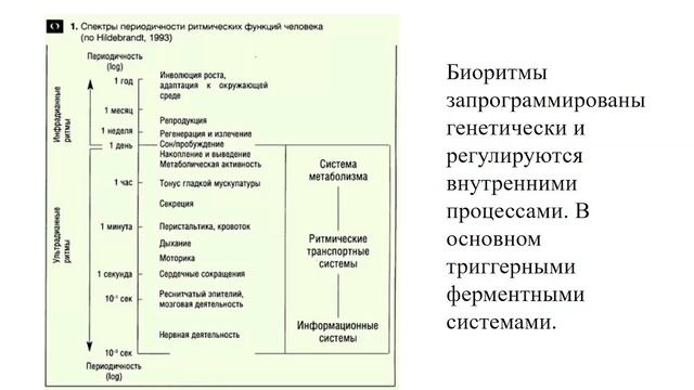 Биоритмы - основное