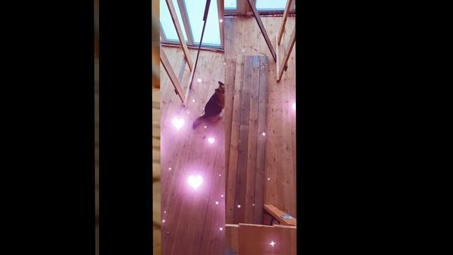 1000010725.mp4 (Собака подготавливает тёс для строительных лесов в доме А-фрейм