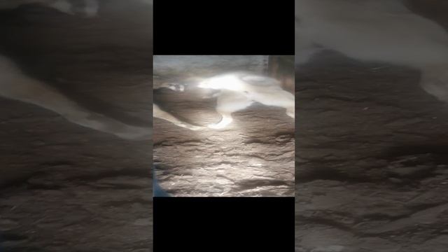 VID_20241028_132926.mp4