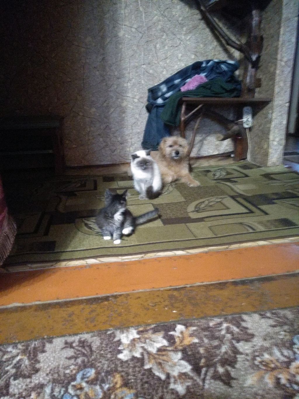 мои звери ✌️