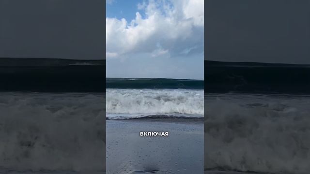 Если тоже хочешь стать волонтером, присоединяйся к ➡️ @BaliSeaTurtleSociety