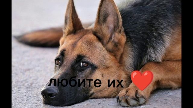 мы в ответе за тех, кого приручили!