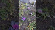 капуста листовая #цветы #растения #огород