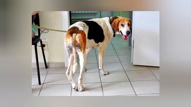 Хозяин бросил свою неходячую гончую в поле...