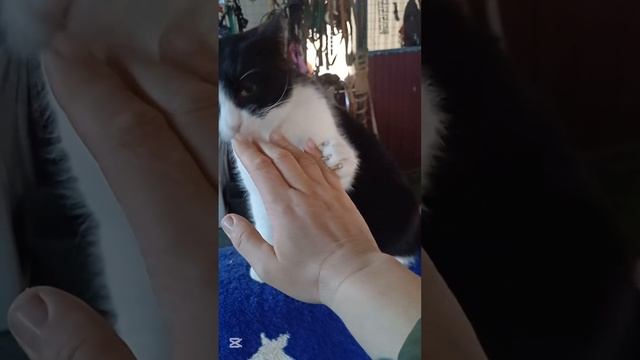 Кот Босс ищет дом