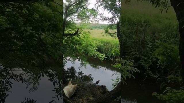 Пойма реки Кура