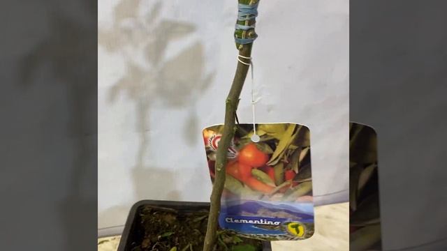 Citrus Clementine Amoa 8 / Клементин Амоа 8