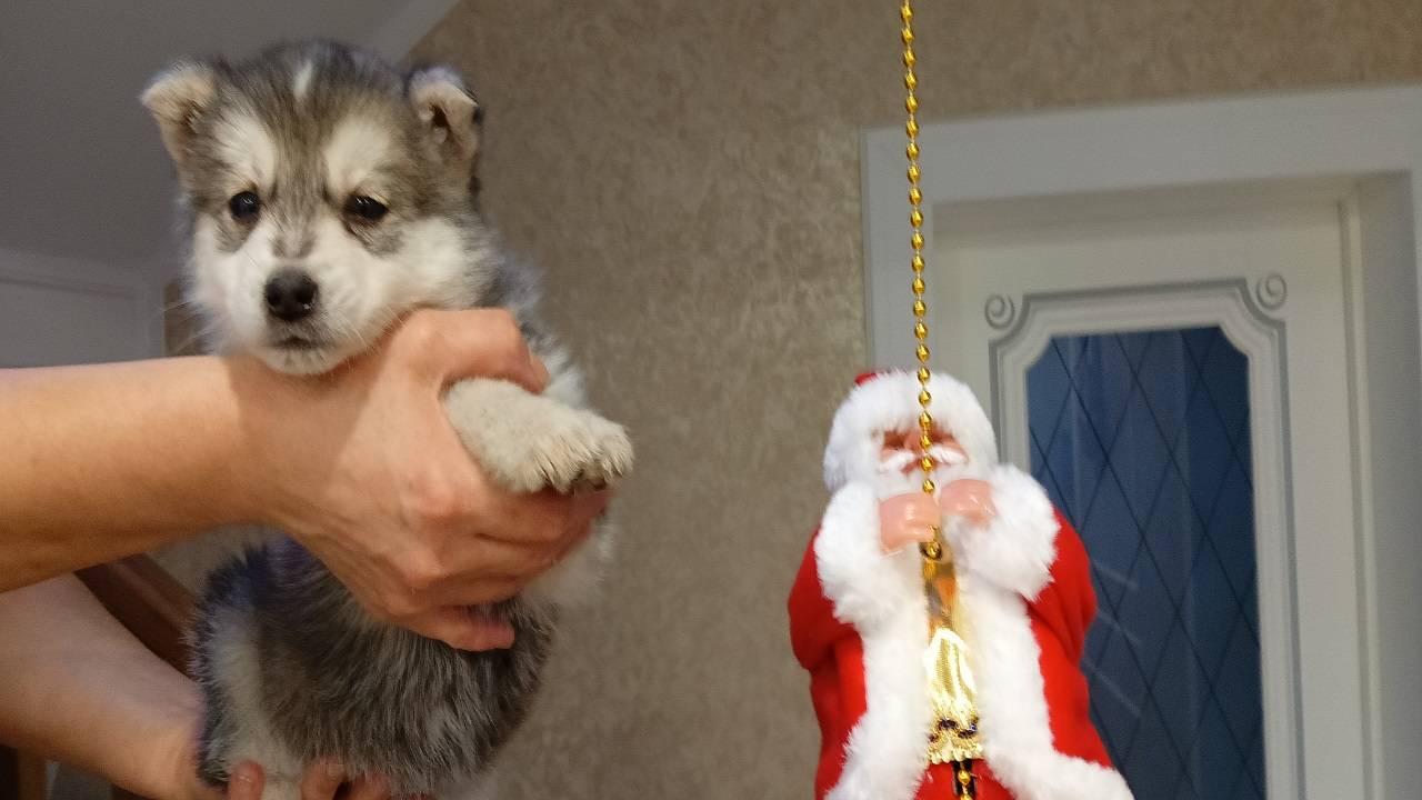72. Новогоднее чудо!!! Или Чуня!!!