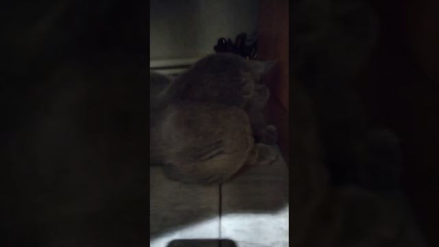 Мой котик)
