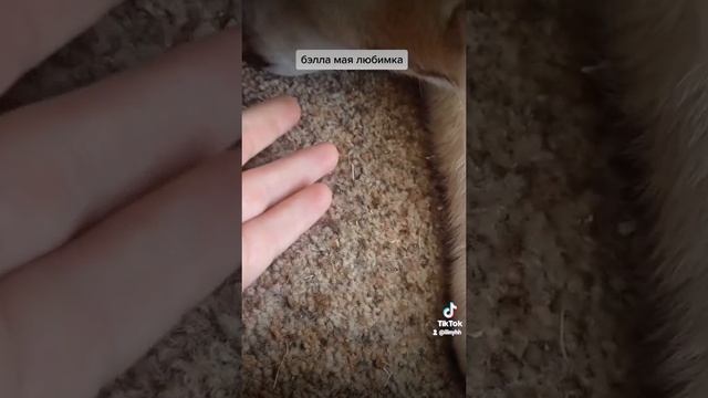 роднуля моя