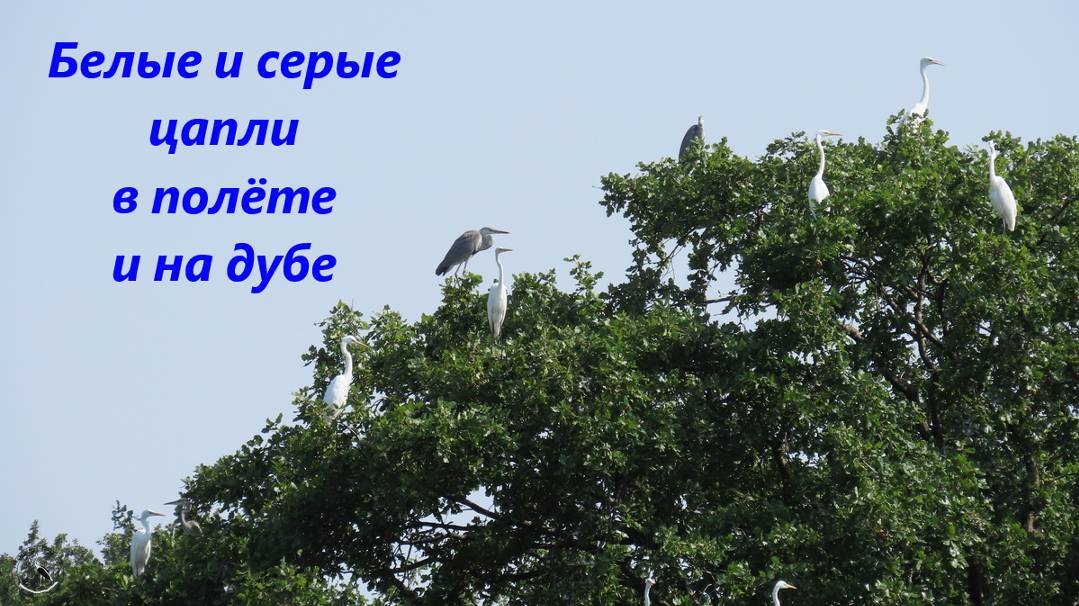 Цапли белые и серые летят и садятся на большой дуб. Не боятся луня, а коршуна опасаются. Авг 2024