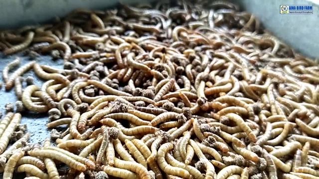 TRIK PALING DI CARI DI DUNIA‼️GACORKAN SIRTU/CIPOH DENGAN CABE