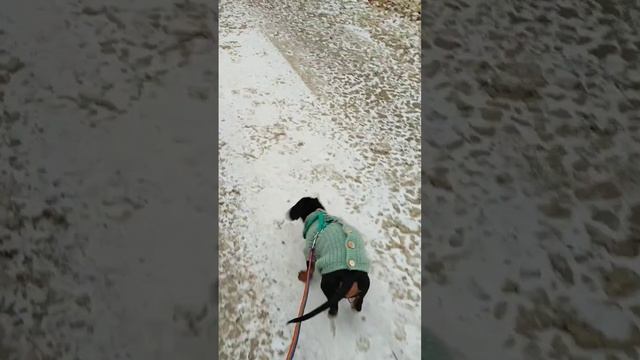 Гуляем вдоль речки, по нашей "набережной" #dachshund #ноябрь2024 #snow #nature