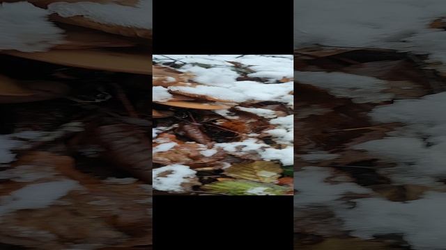 грибы под снегом