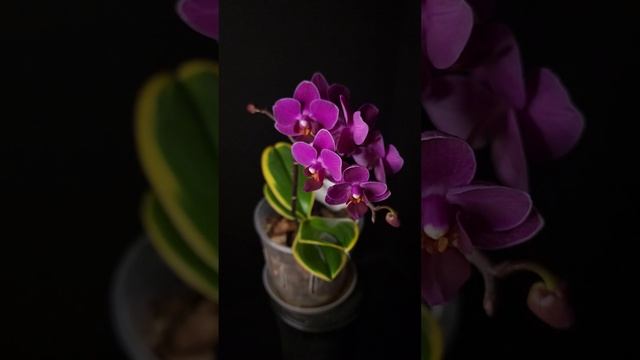 Phal. Sogo Yenlin Coffee V