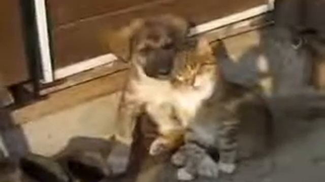 Кошка и собака неразлучны