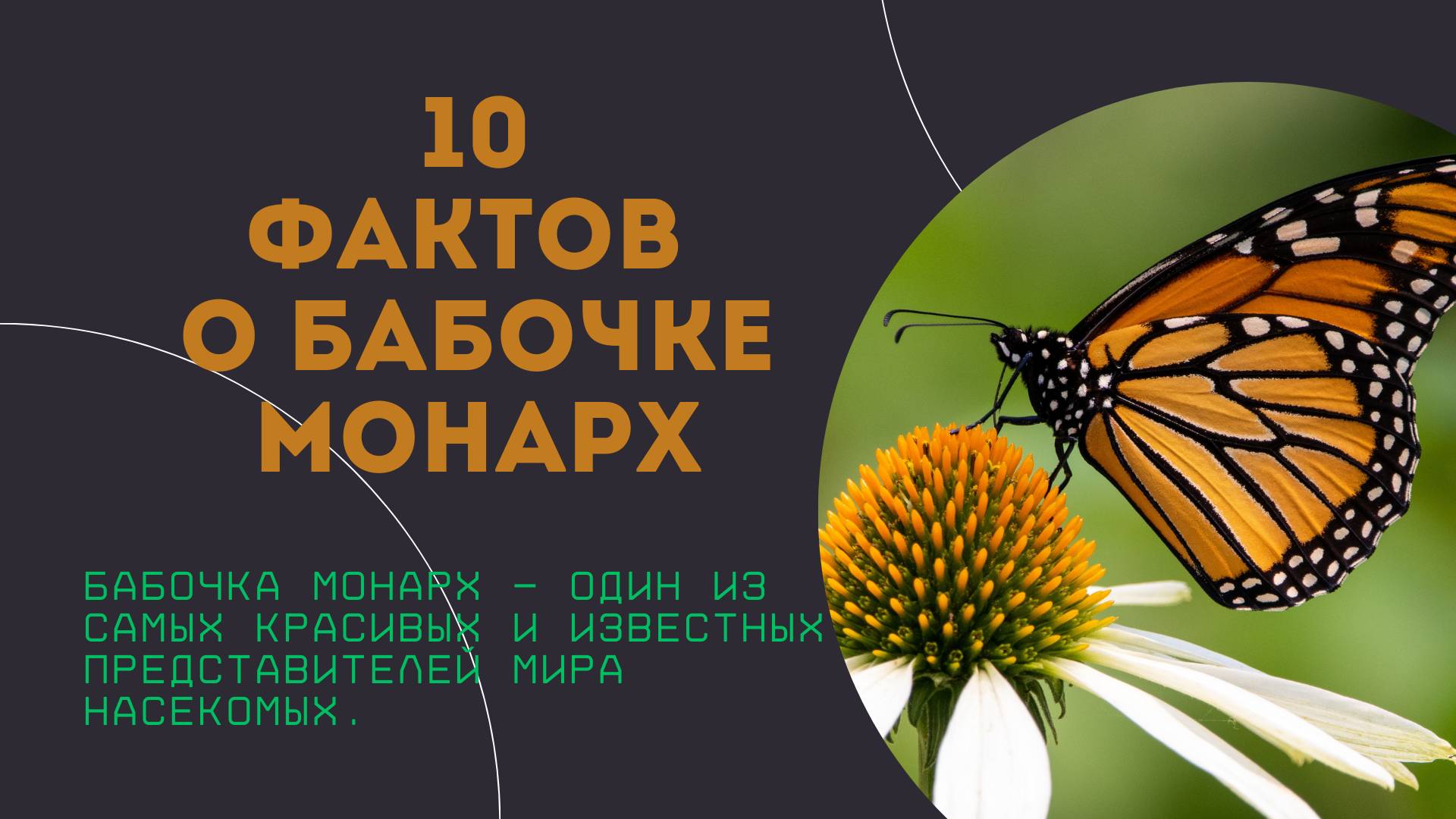 10 фактов о бабочке Монарх / О королевской красавице.