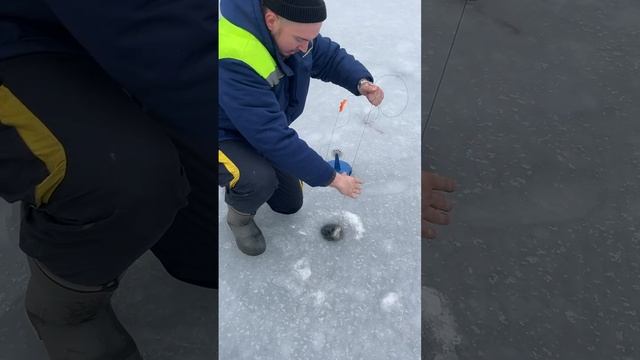 Поймали ЯЗЯ на ЖЕРЛИЦУ! Или все-таки ЩУКУ?! #Жерлицы #щука #рыбалка