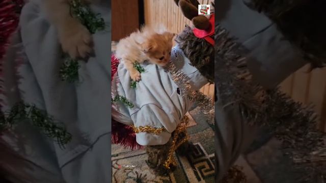 С Наступающим Новым годом ❄️🎄🎅💝❄️