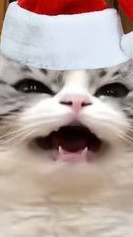 Комару нажрался🙀😿😾