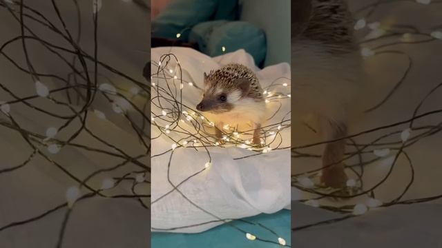 Новогодний ёжик