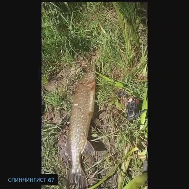 Щука на тейл спиннер 🎣🐟👍   #спиннинг #россия #fishing #хищник #рыбалка