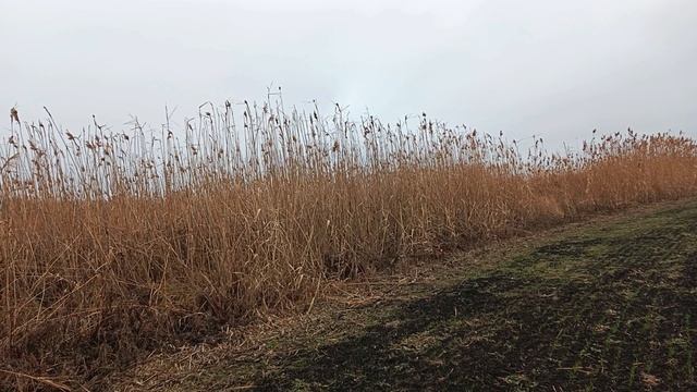 Не добываю фазанов