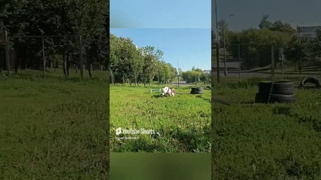 reyshop.ru Шлейка для вейтпуллинга