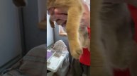 Малышка девочка 2 месяца. Щенок. Бесплатно. Рязань.
