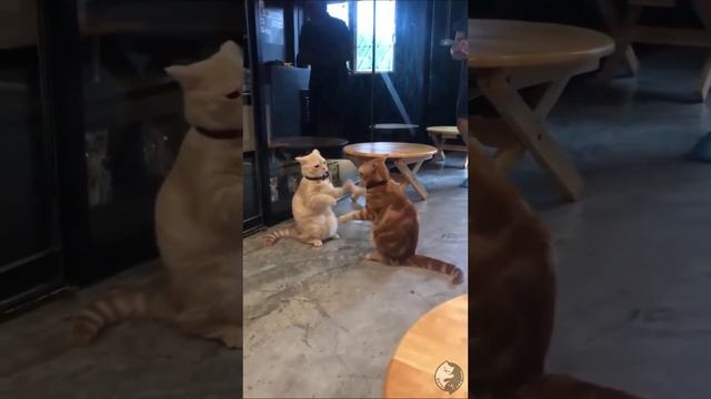 1000069520.mp4